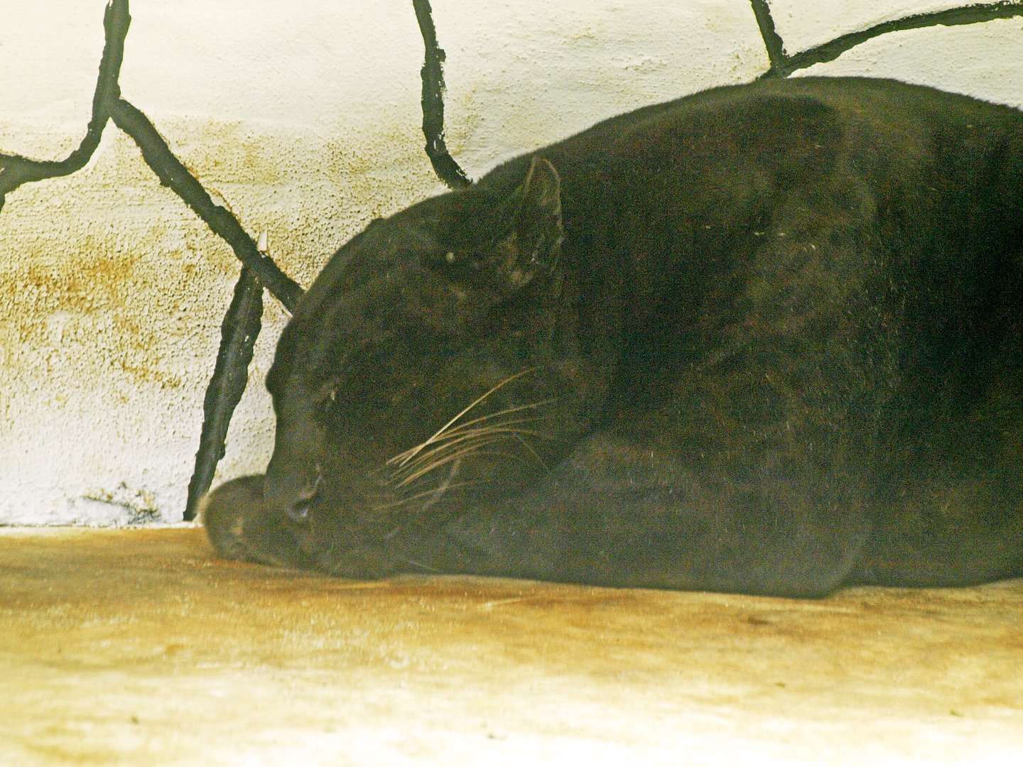 Melanistic leopard