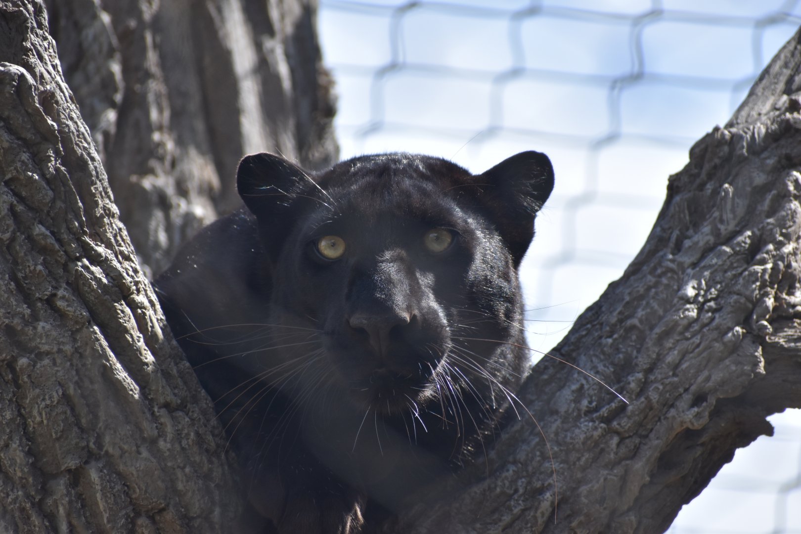 Melanistic Leopard