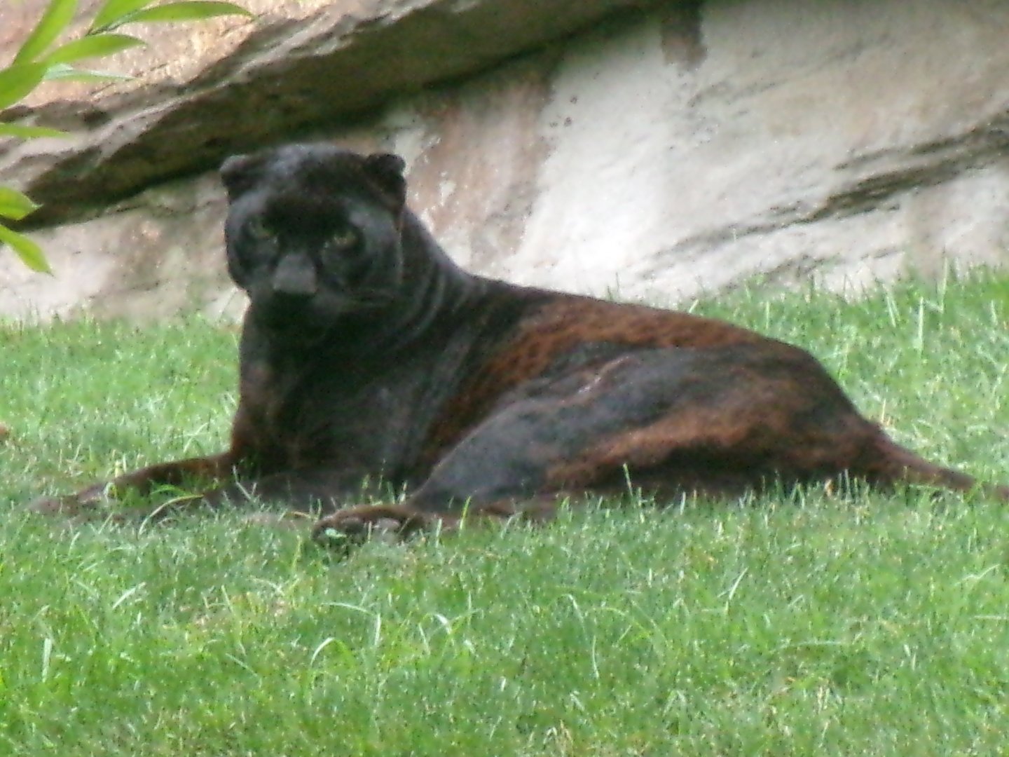 Melanistic leopard