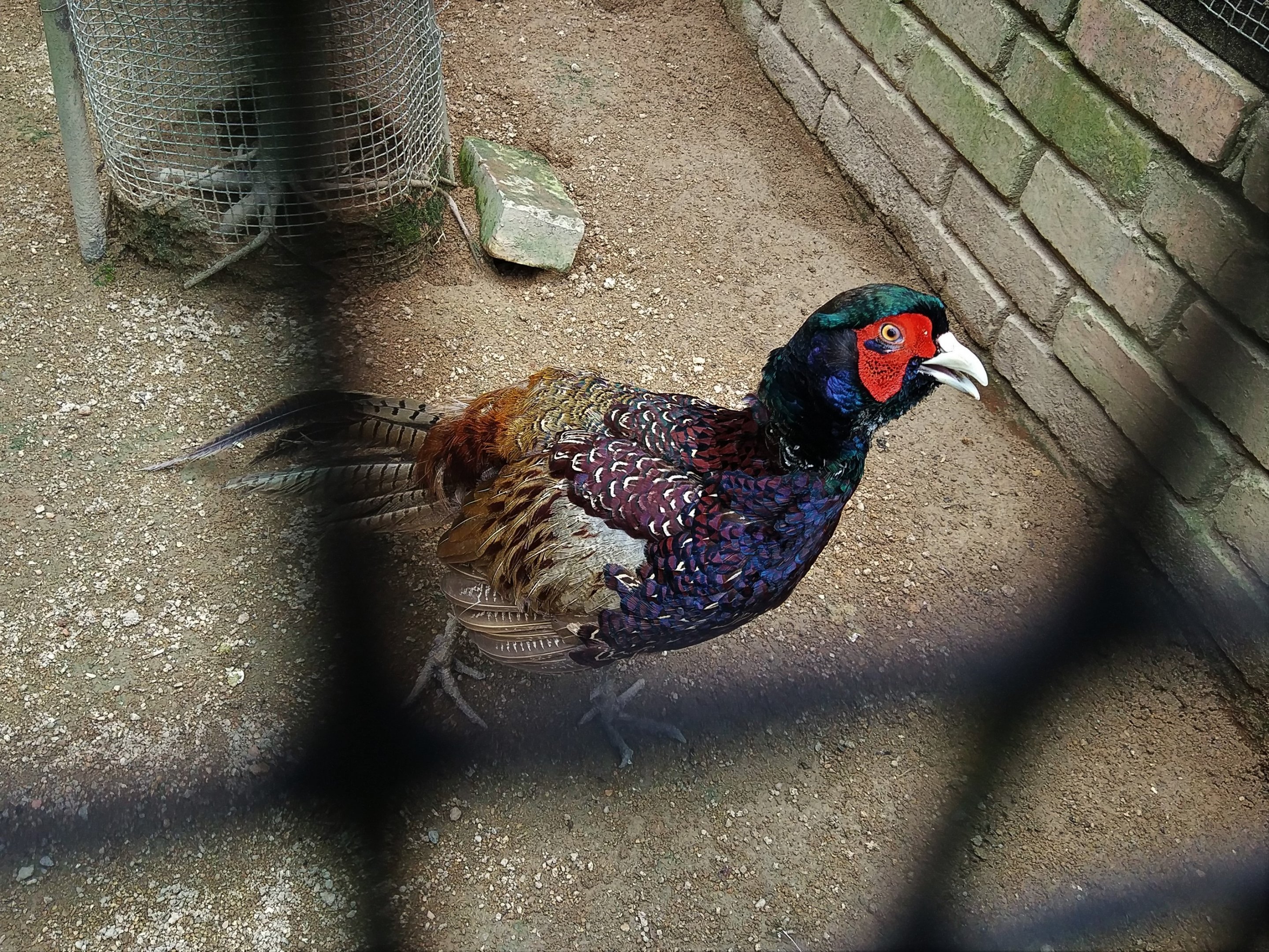 Melanistic Mutant Pheasant