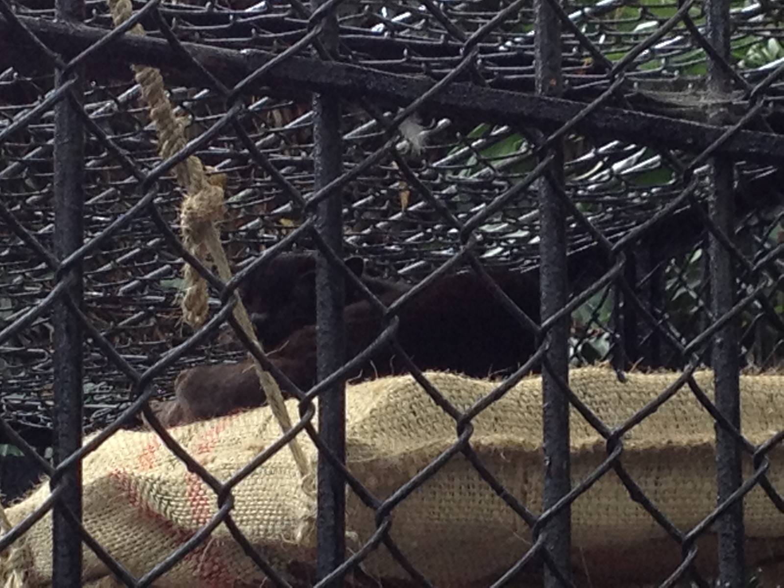 Melanistic Oncilla (Leopardus tigrinus)