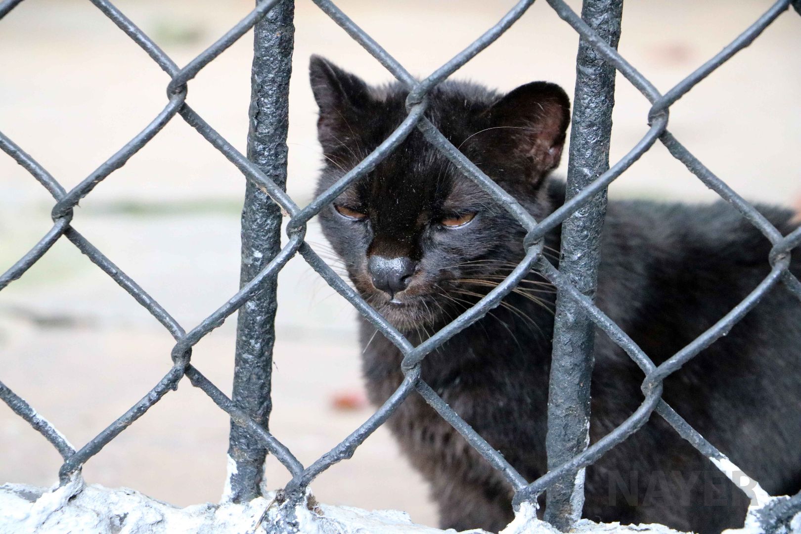 Melanistic oncilla, May 2016