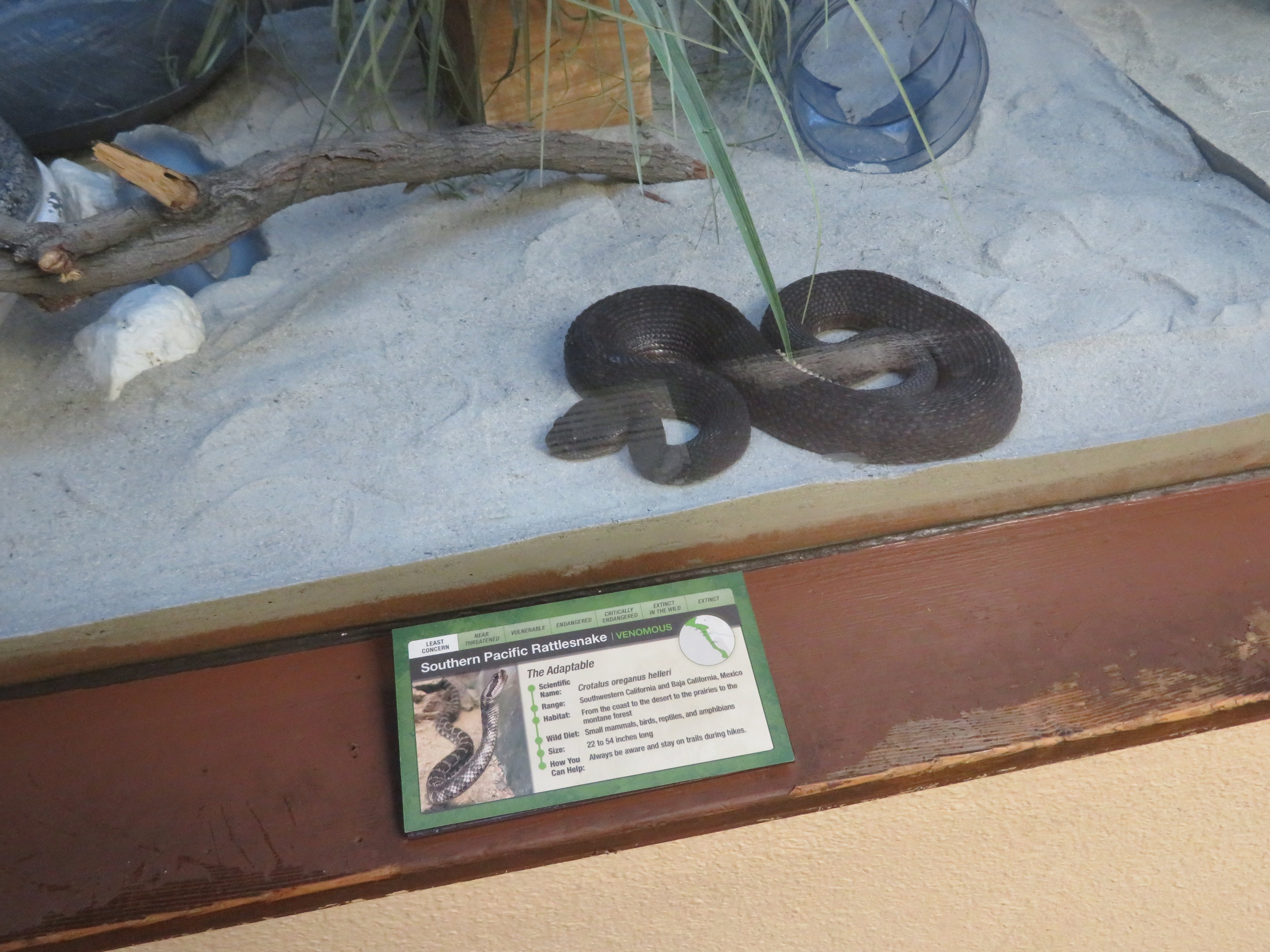 Melanistic Pacific Rattlesnake