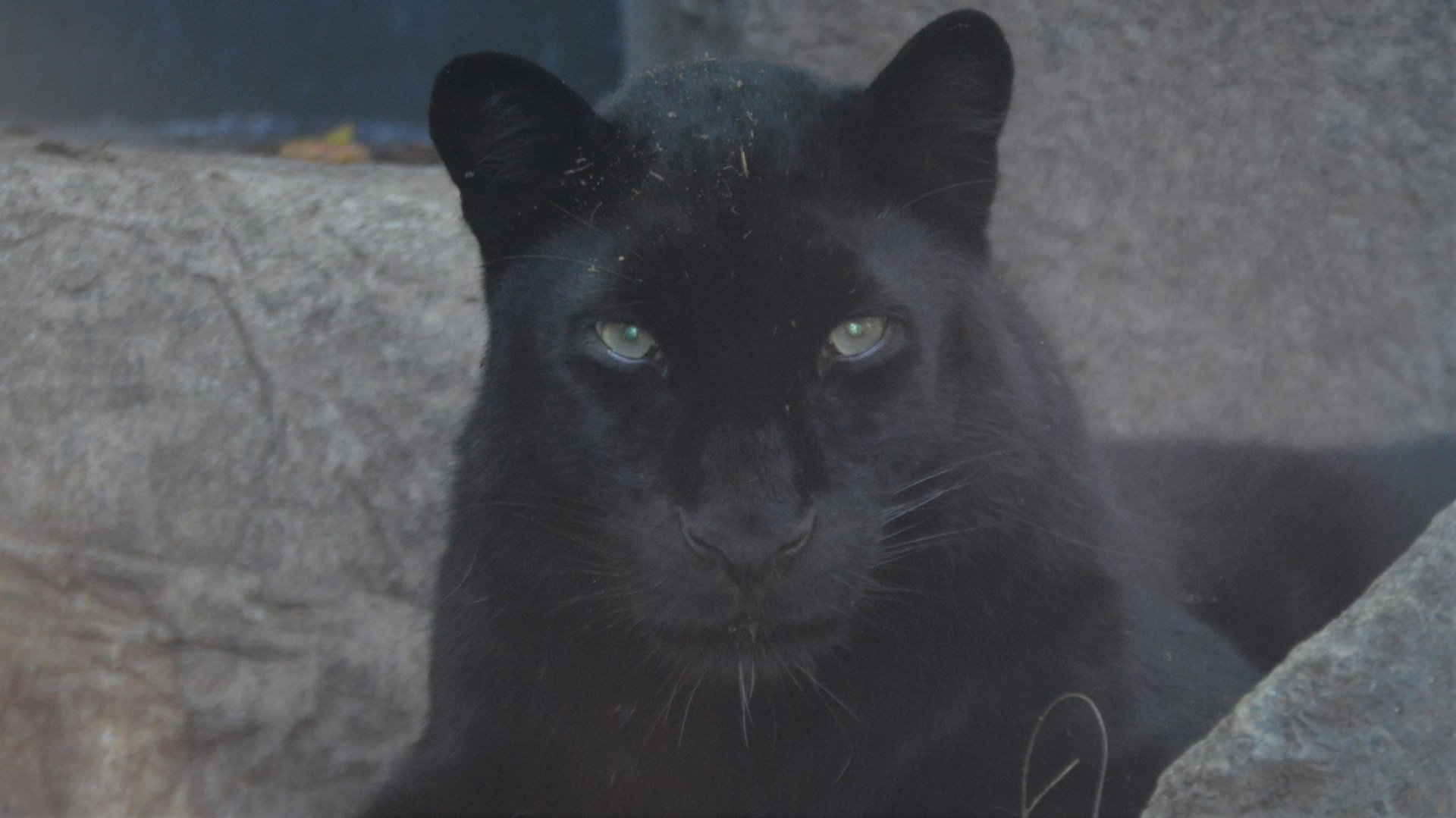 Melanistic Panthera pardus orientalis