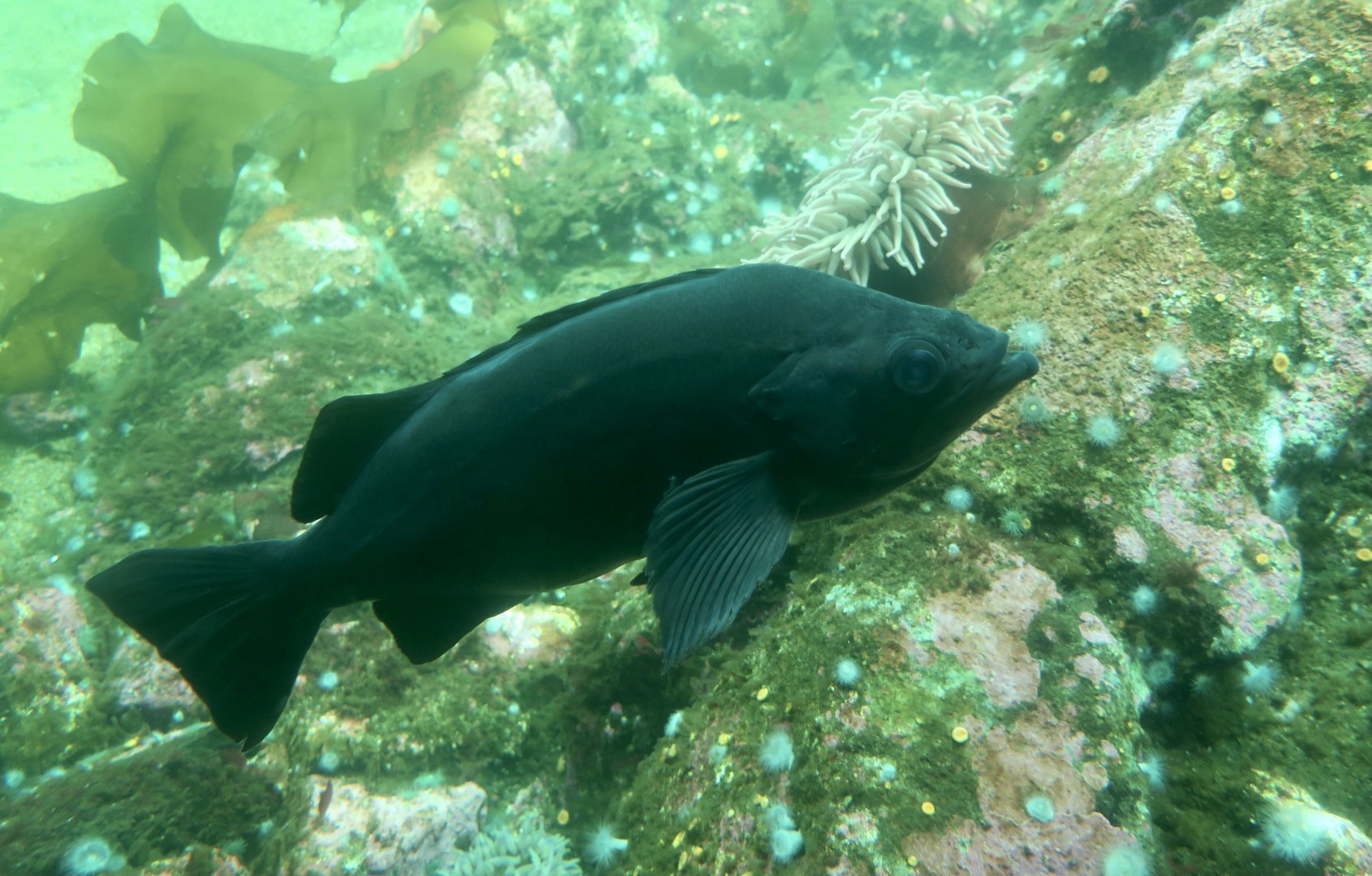 Melanistic Rockfish (Sebastes sp.)