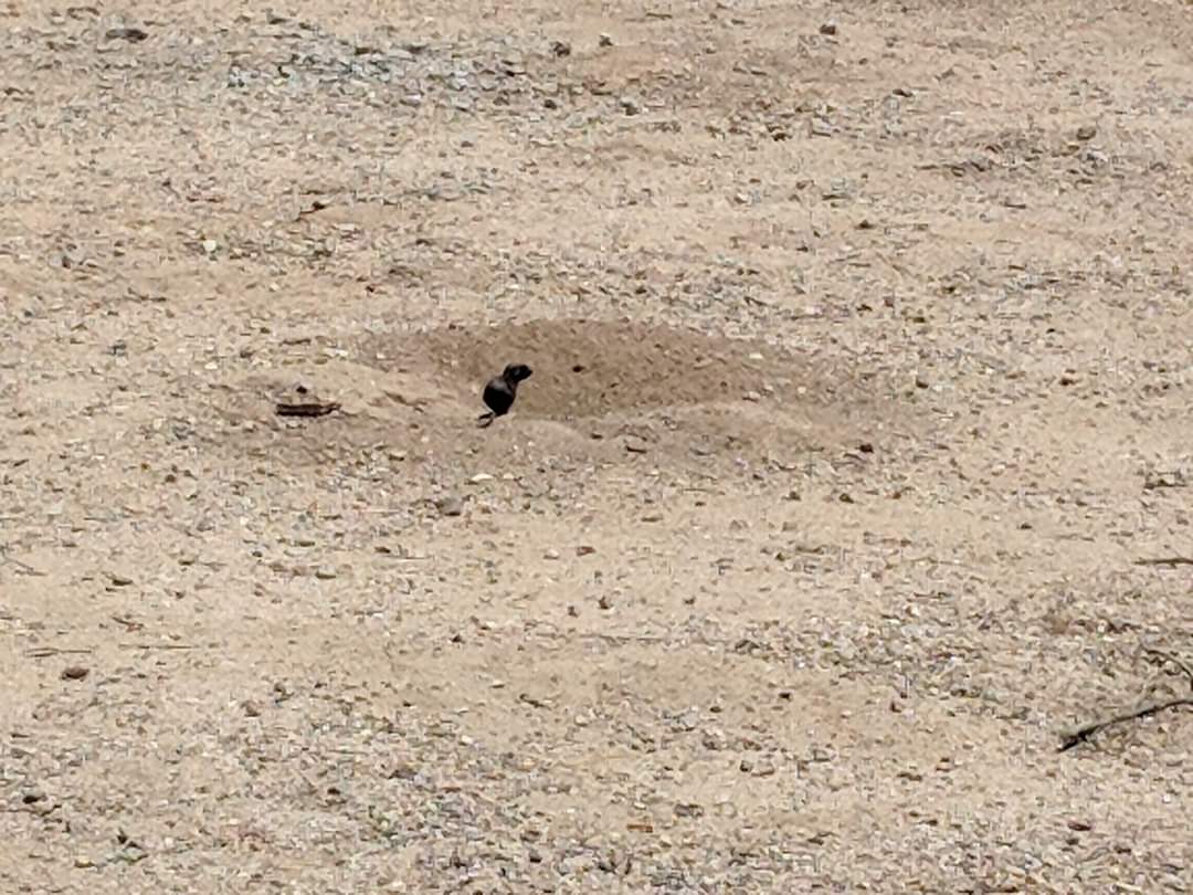 Melanistic Round-tailed ground squirrel (Xerospermophilus tereticaudus)
