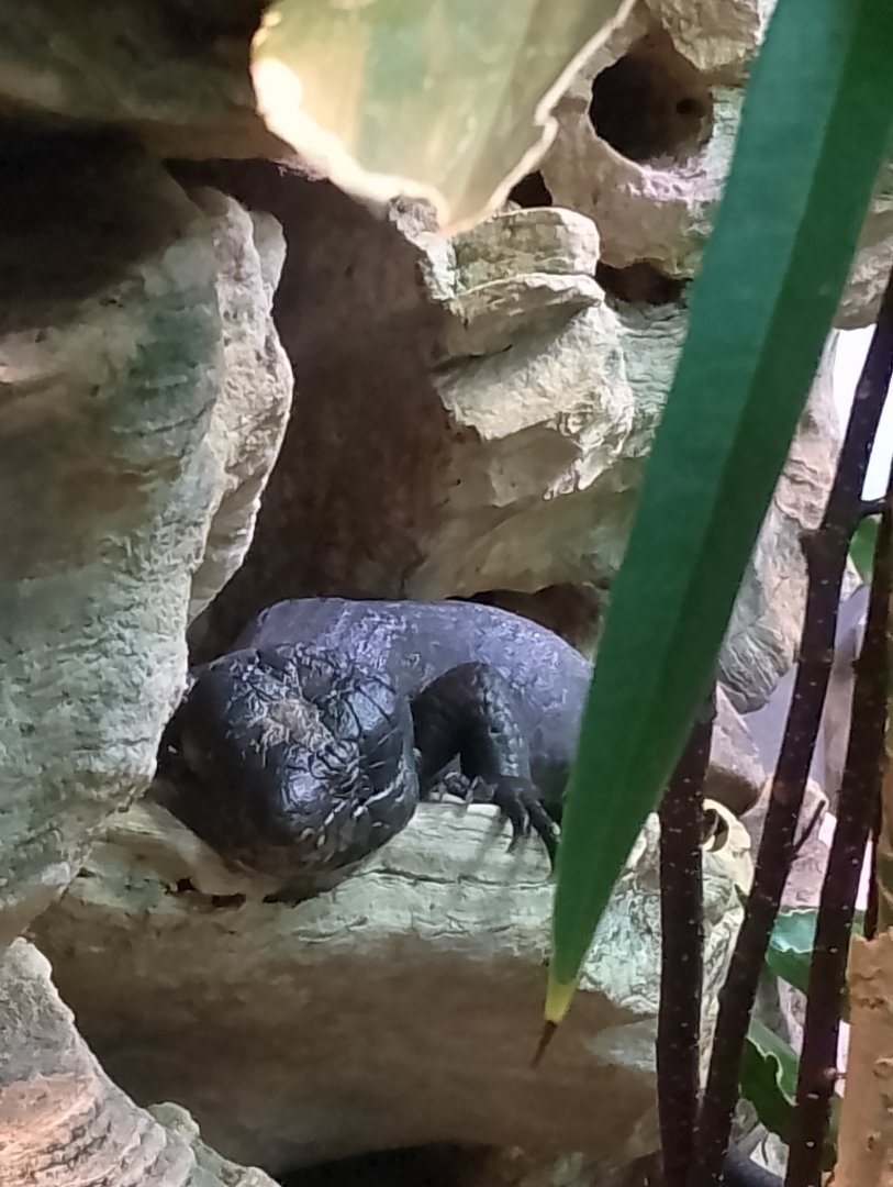 Melanistic Solomon Islands skink