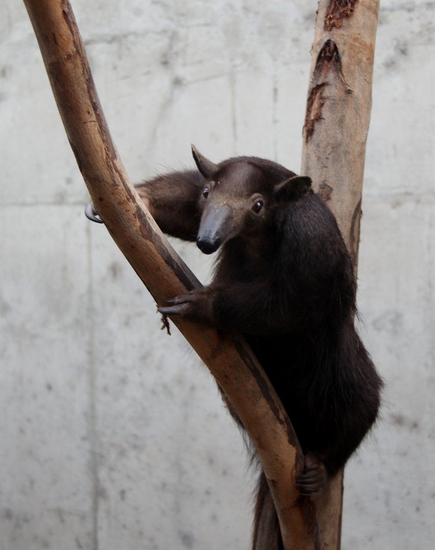 melanistic southern tamandua (Tamandua tetradactyla)