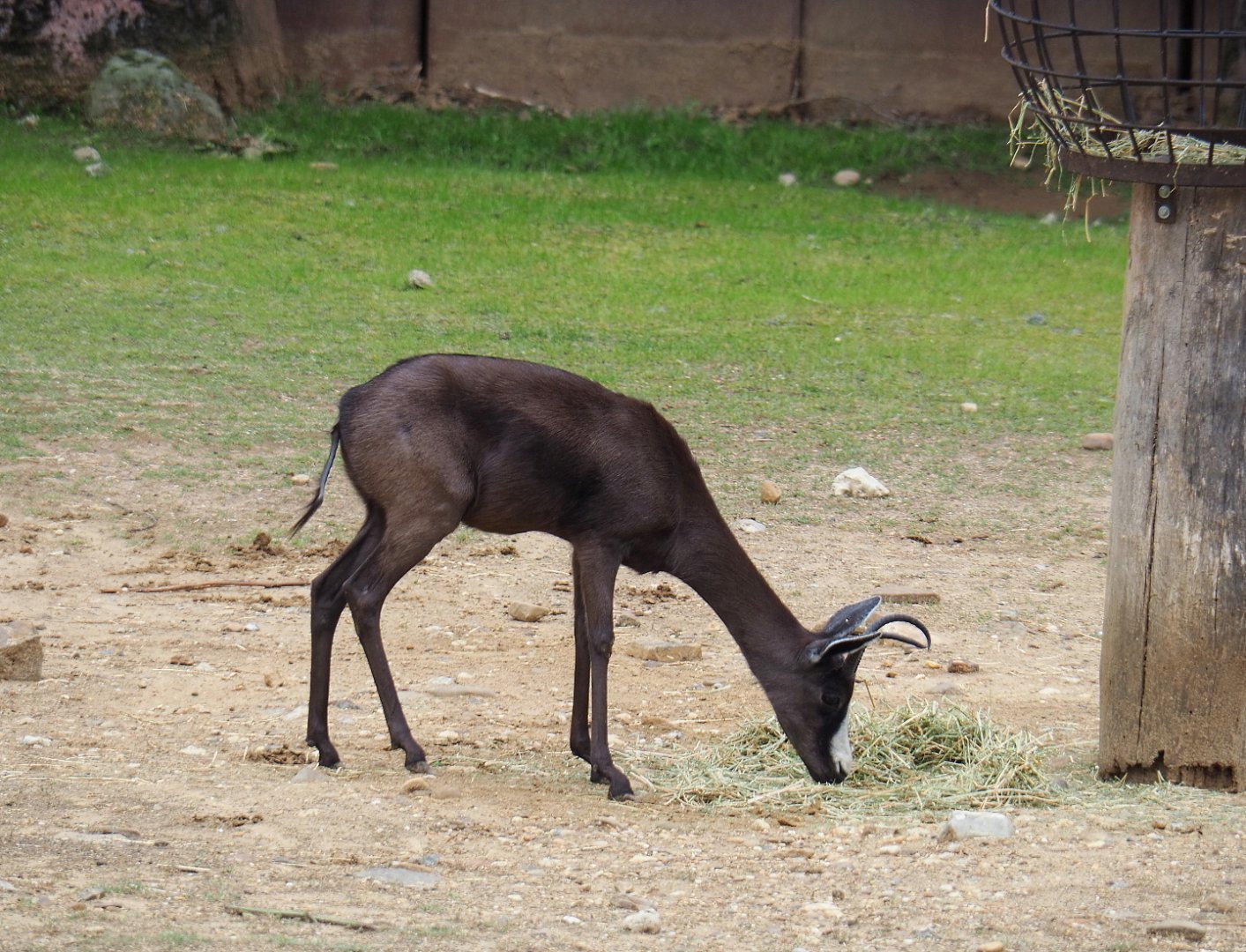 Melanistic springbok (Antidorcas marsupialis), 2019-07-21