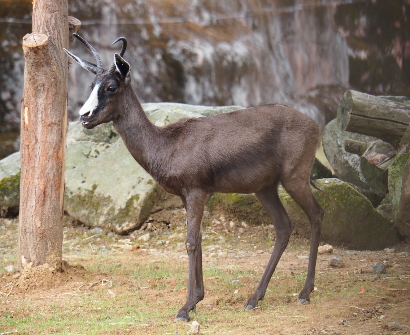 Melanistic springbok (Antidorcas marsupialis), 2019-07-21