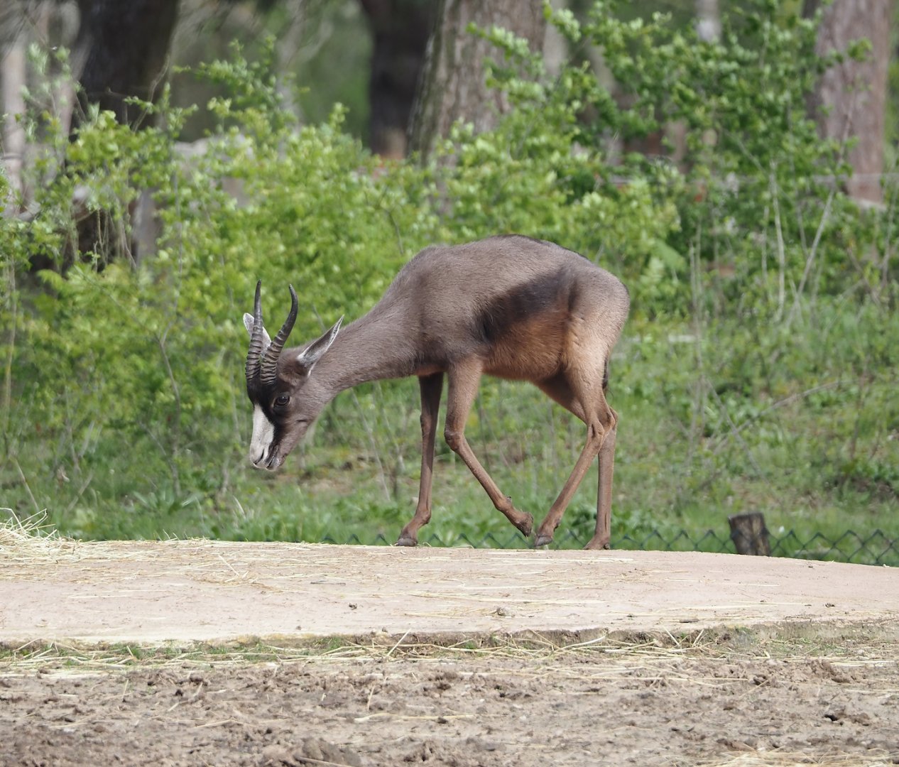 Melanistic Springbok  (Antidorcas marsupialis), 2024-04-06