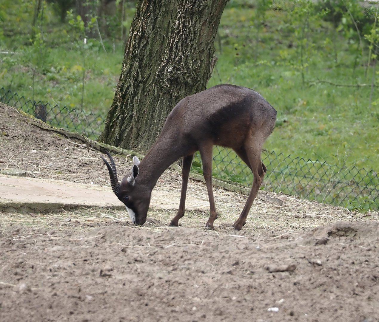 Melanistic Springbok (Antidorcas marsupialis), 2024-04-06
