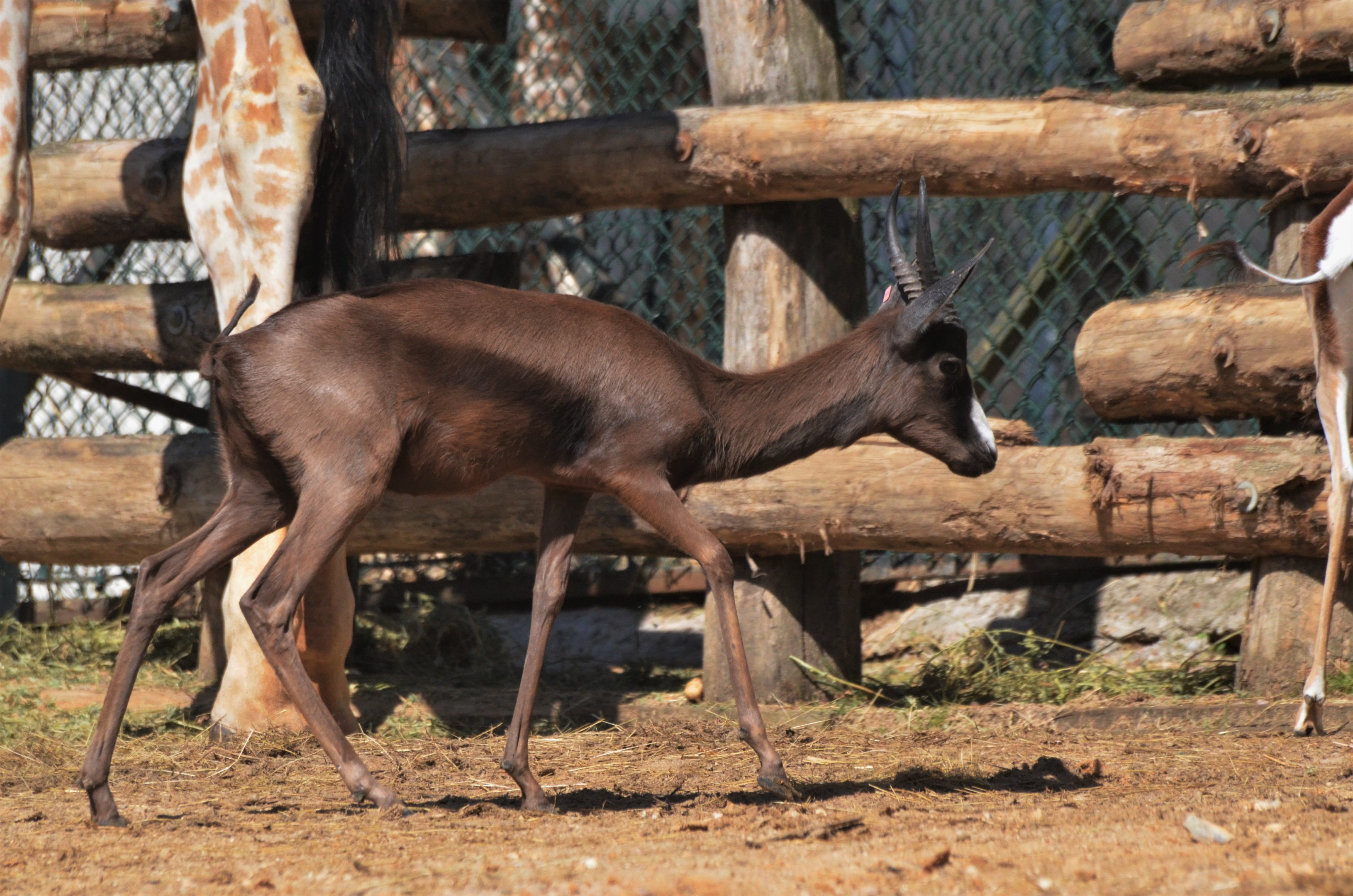 Melanistic Springbok at Beauval, 12/06/18