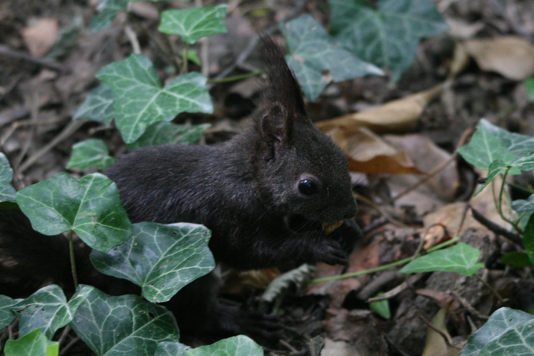 Melanistic Squirrel