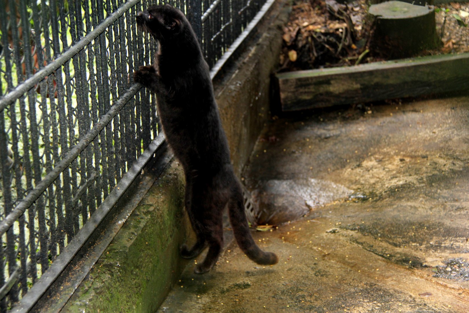 Melanistic Tiger cat or Oncilla (Leopardus tigrinus pardinoides)