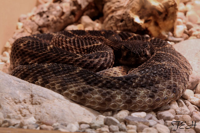 melanistic western diamondback