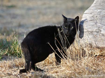 melanistic wildcat