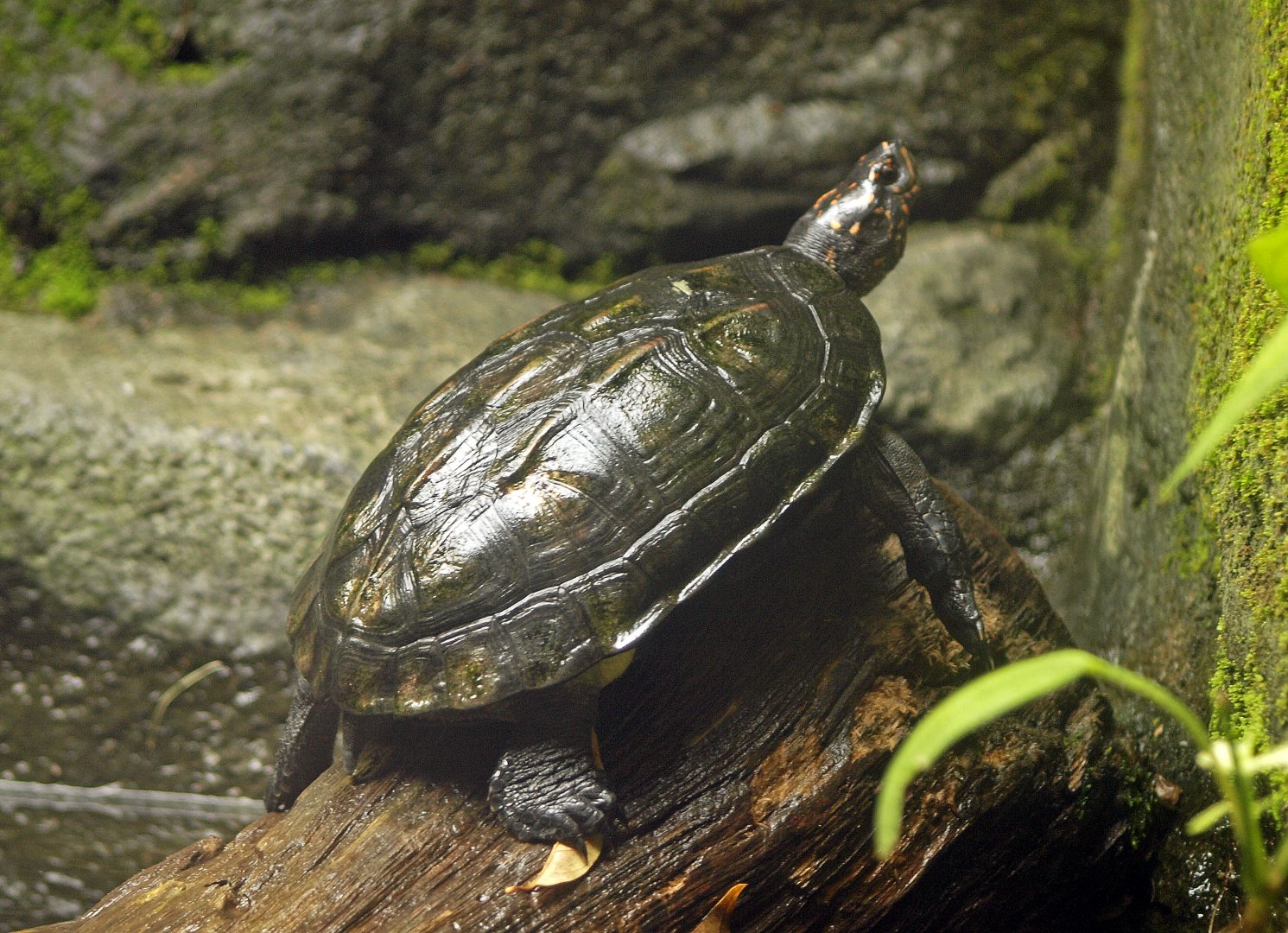 Melanochelys trijuga