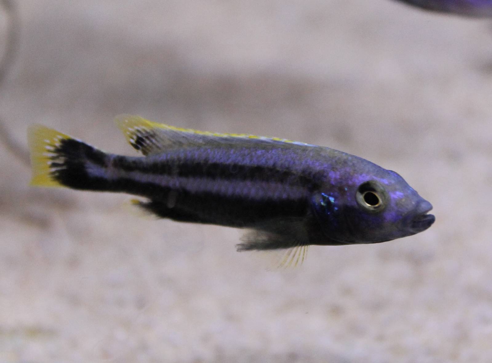 Melanochromis auratus, male