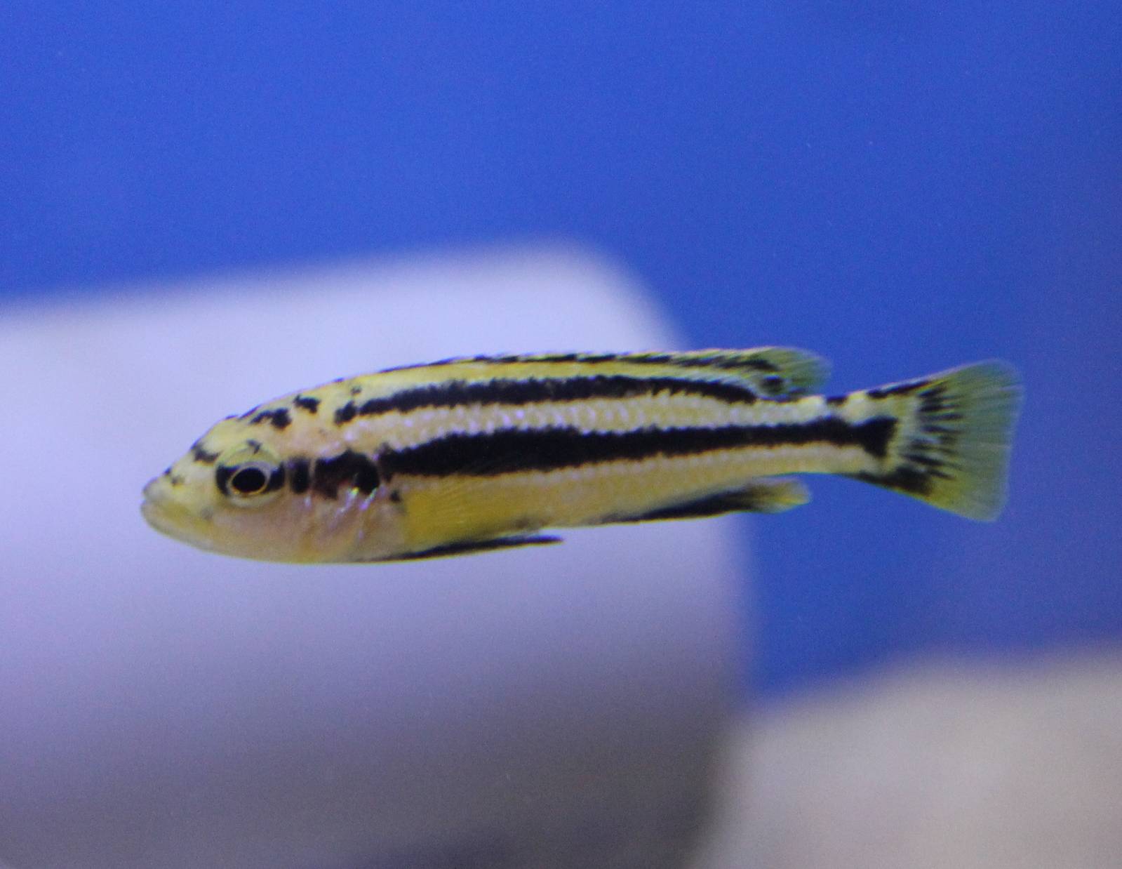 Melanochromis auratus