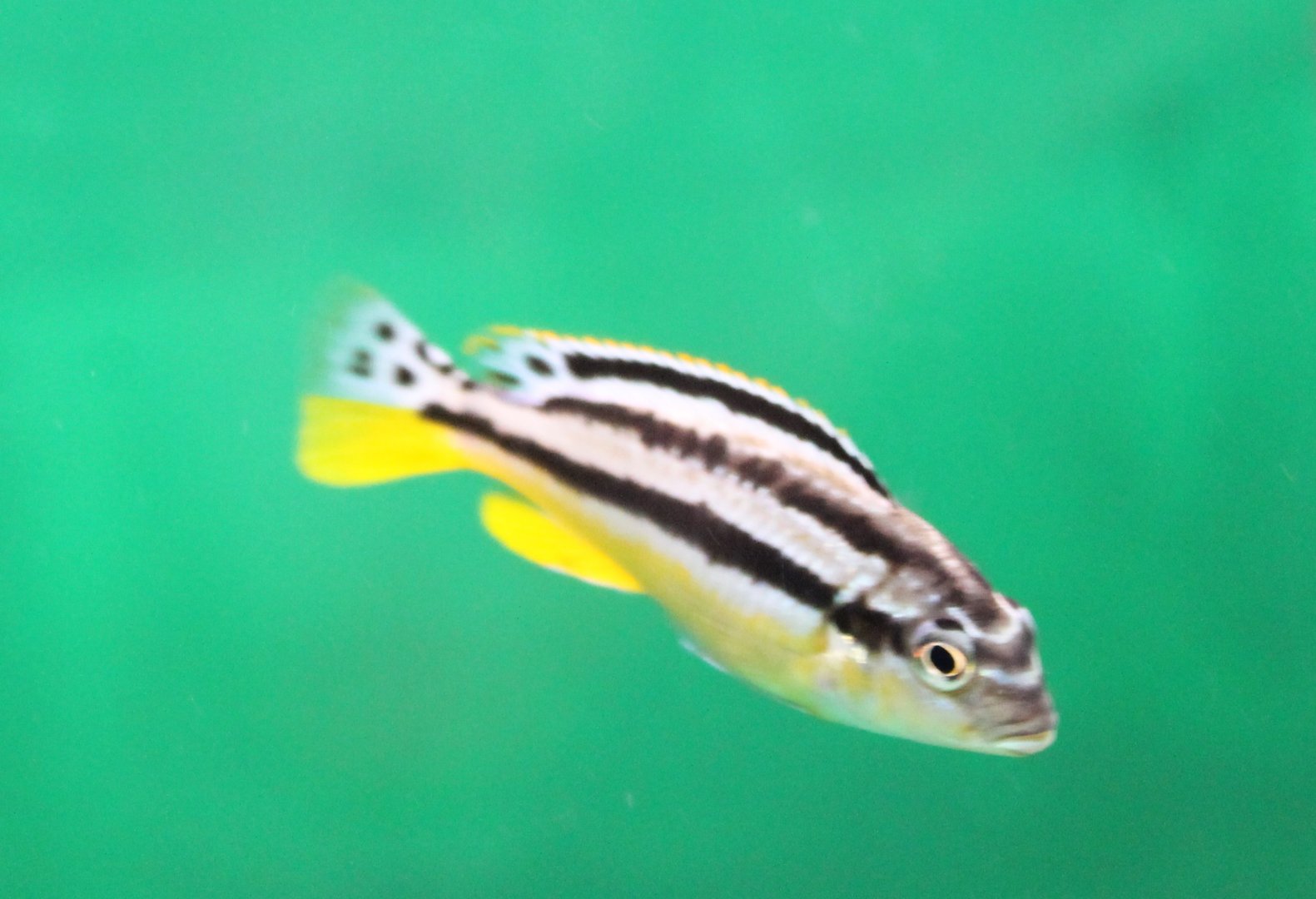 Melanochromis auratus