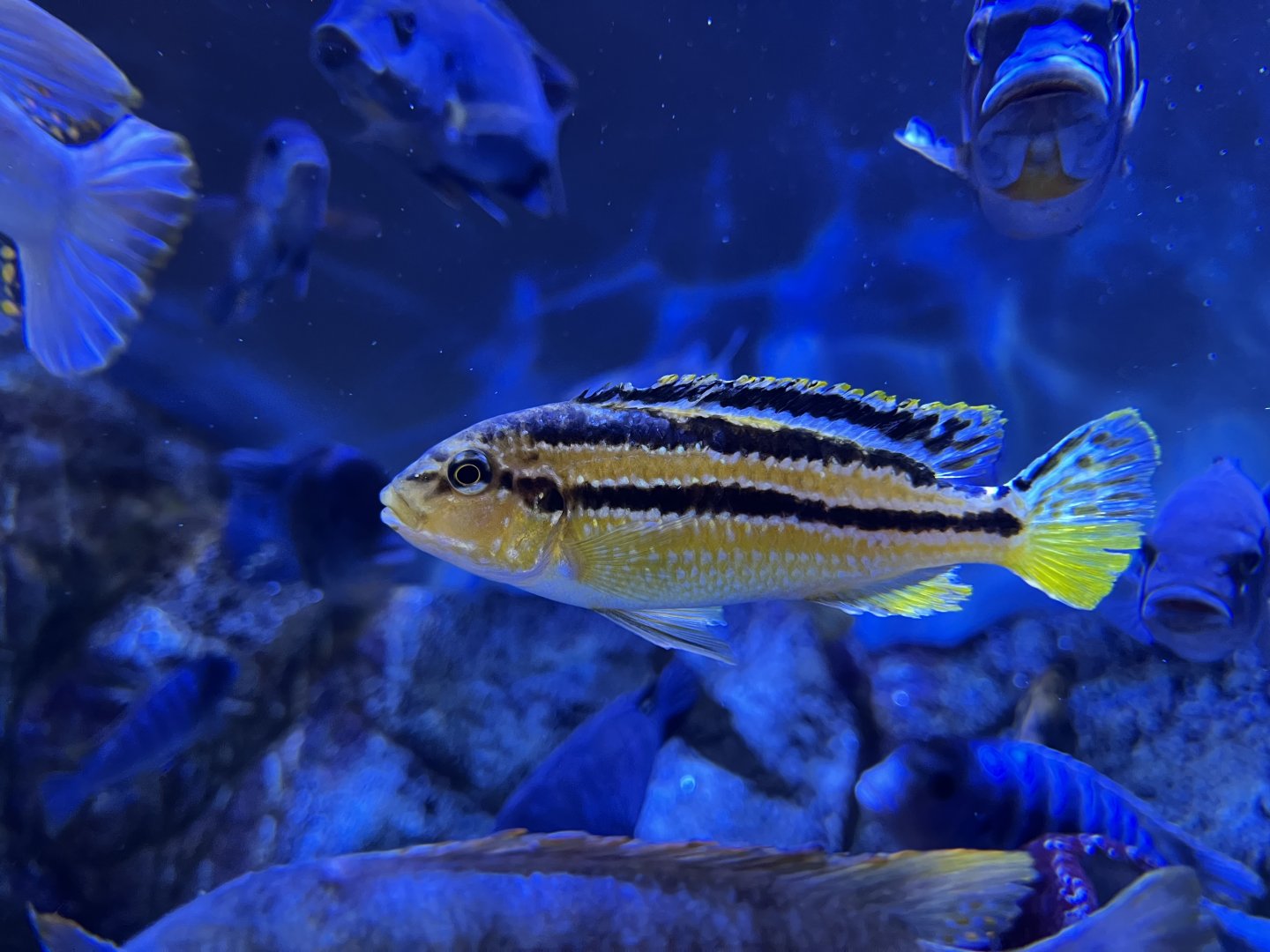 Melanochromis auratus