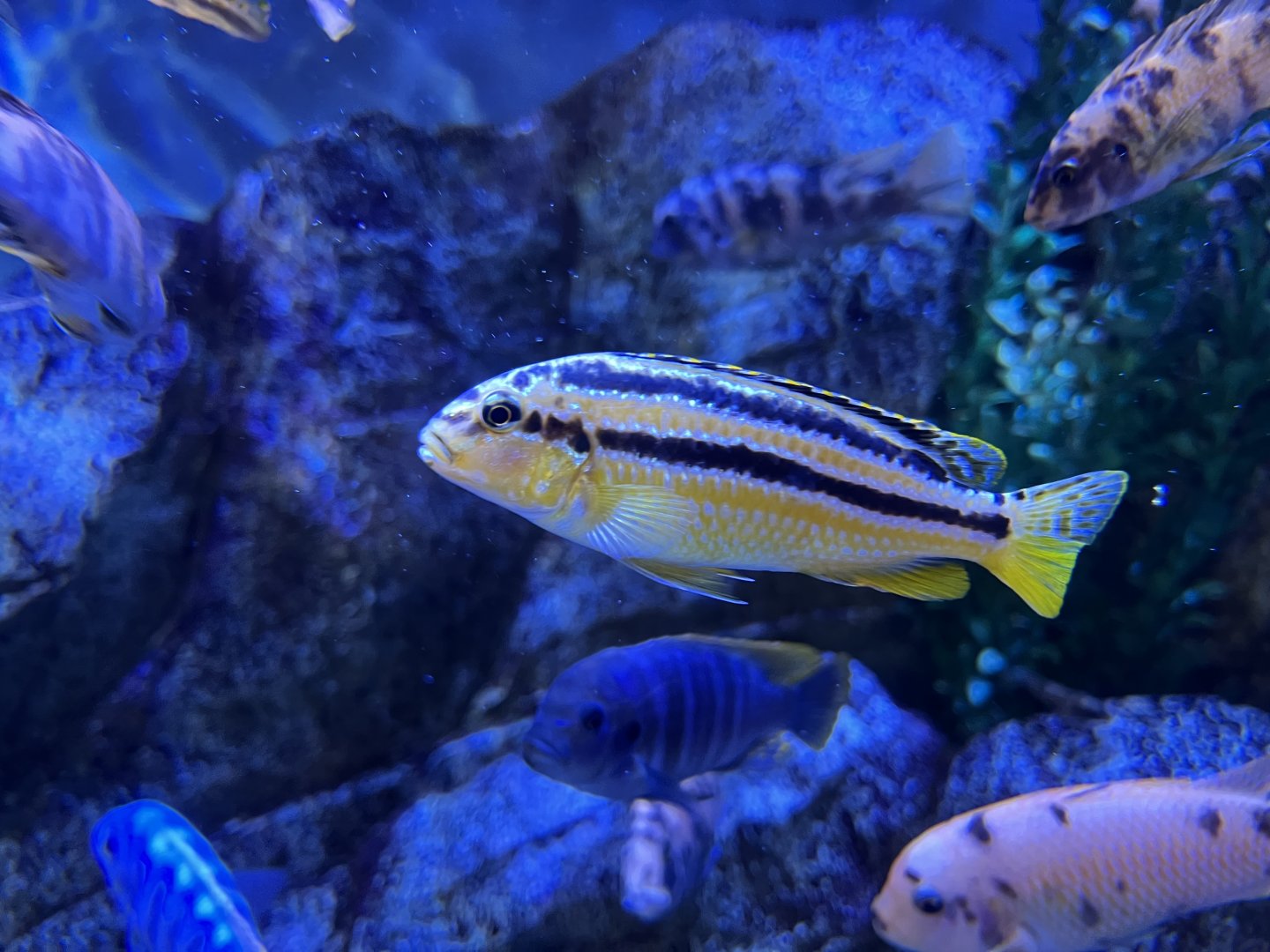 Melanochromis auratus