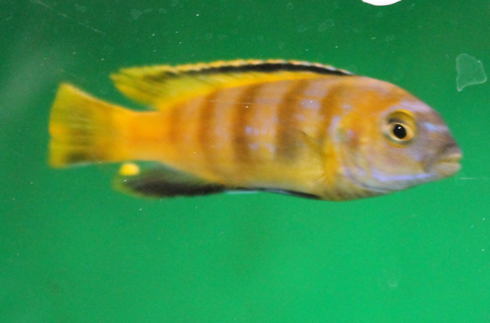 Melanochromis johani