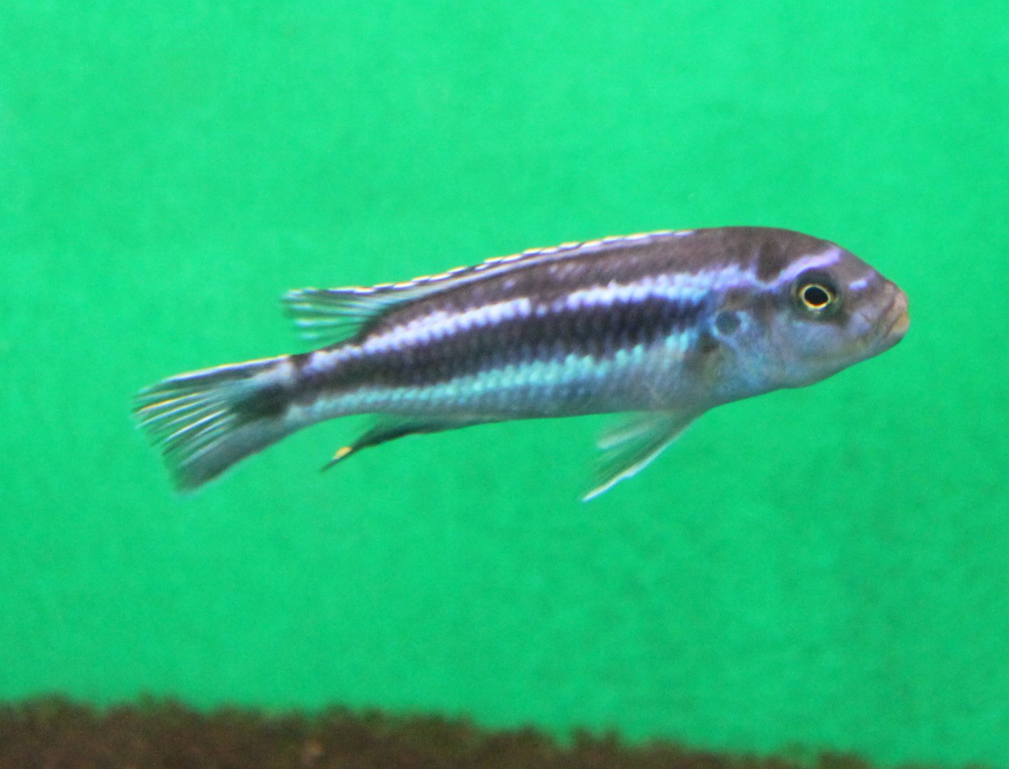 Melanochromis maingano