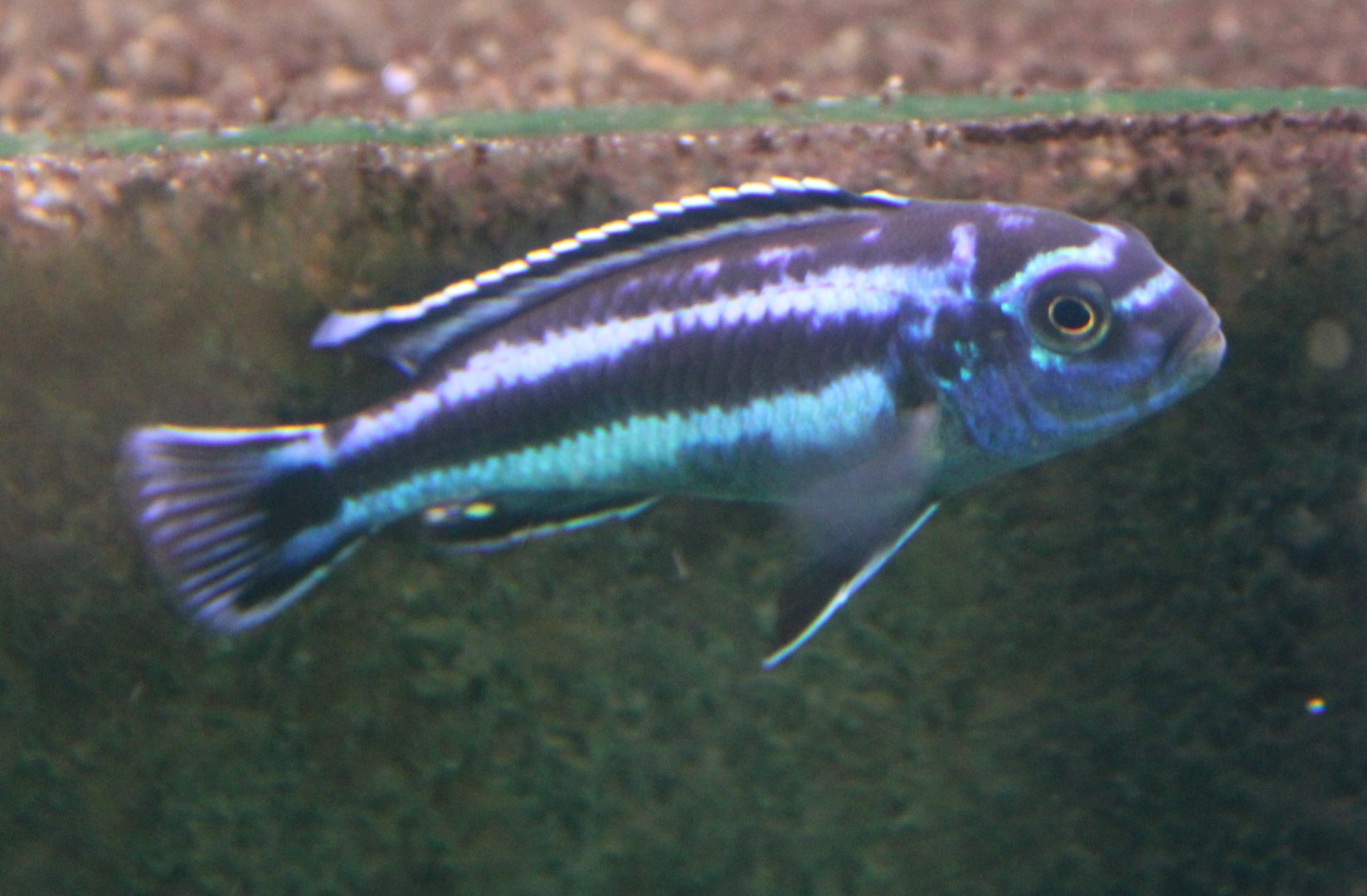 Melanochromis maingano