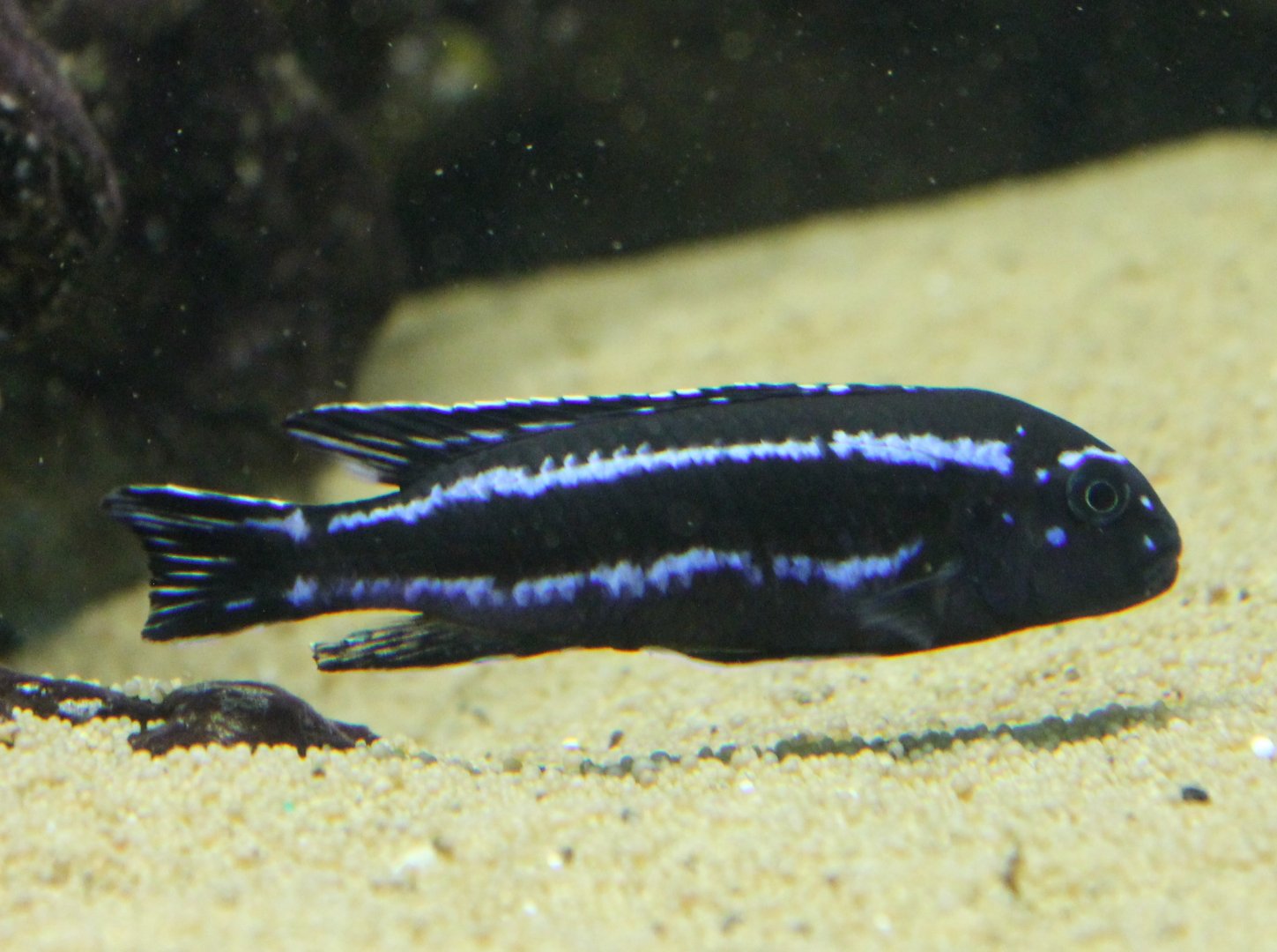 Melanochromis species