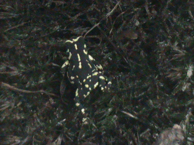 melanophryniscus stelzneri 030910