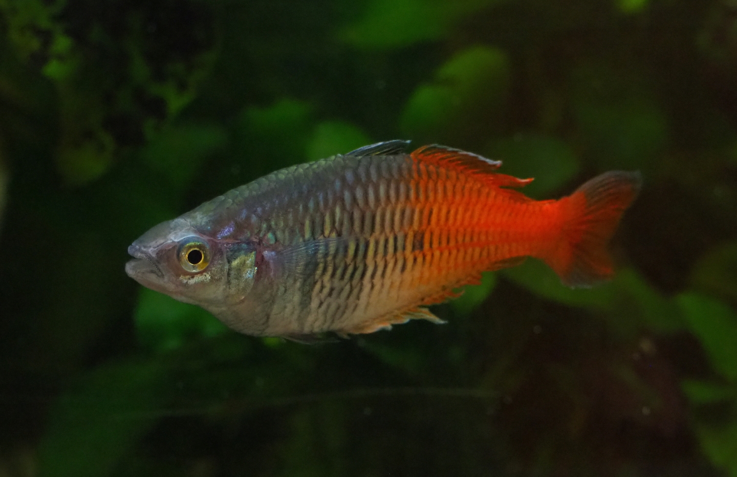 Melanotaenia boesemani, 2019-06-26