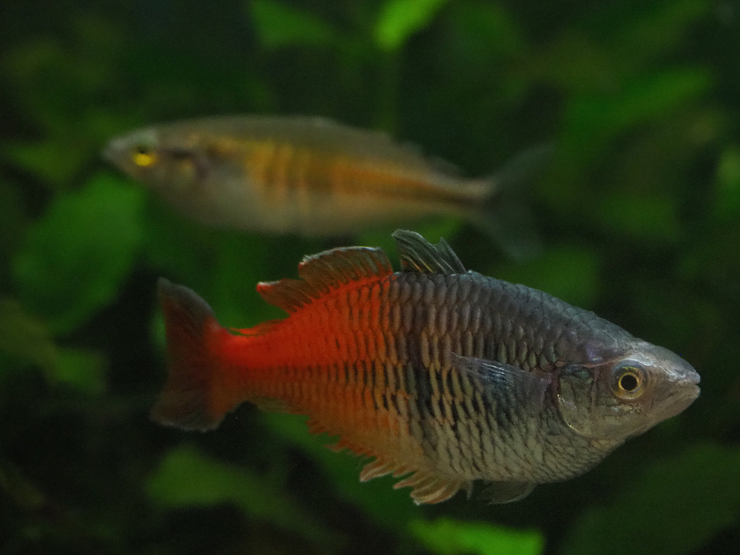 Melanotaenia boesemani rainbowfish, 2020-01-11