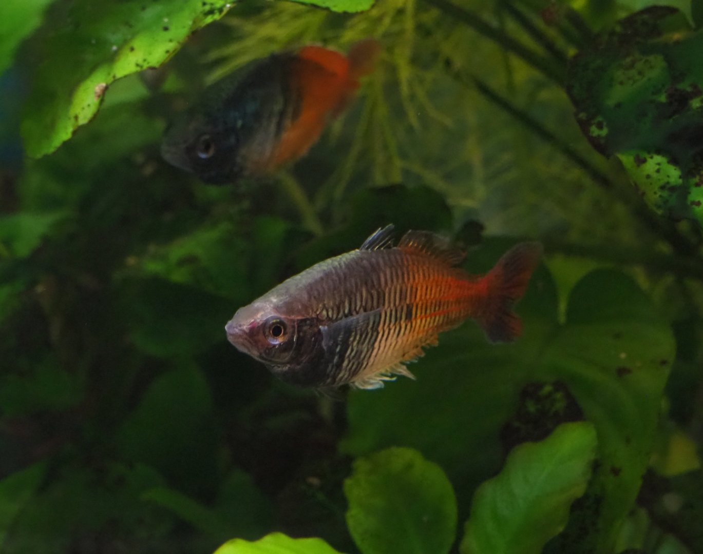 Melanotaenia boesemani rainbowfish (Feb 16th, 2019)
