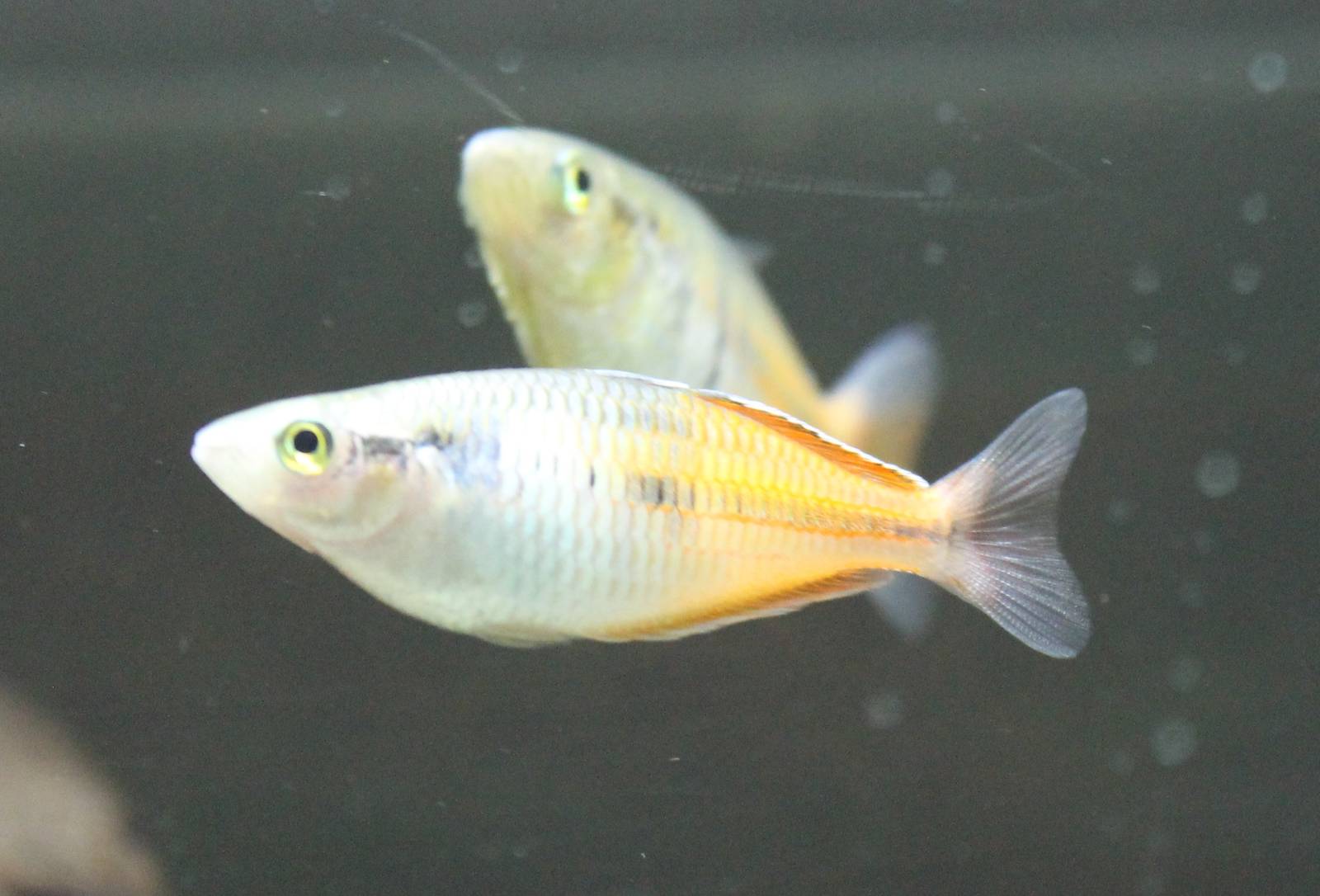 Melanotaenia boesemani