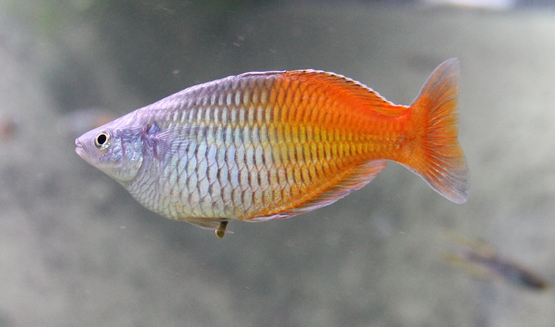 Melanotaenia boesemani