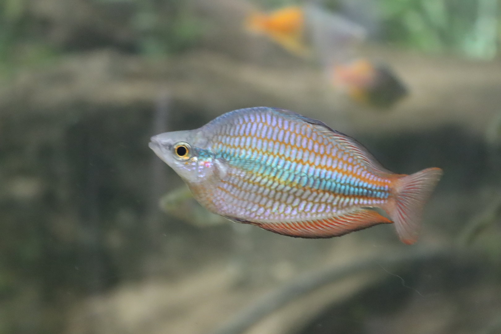 Melanotaenia boesemani?