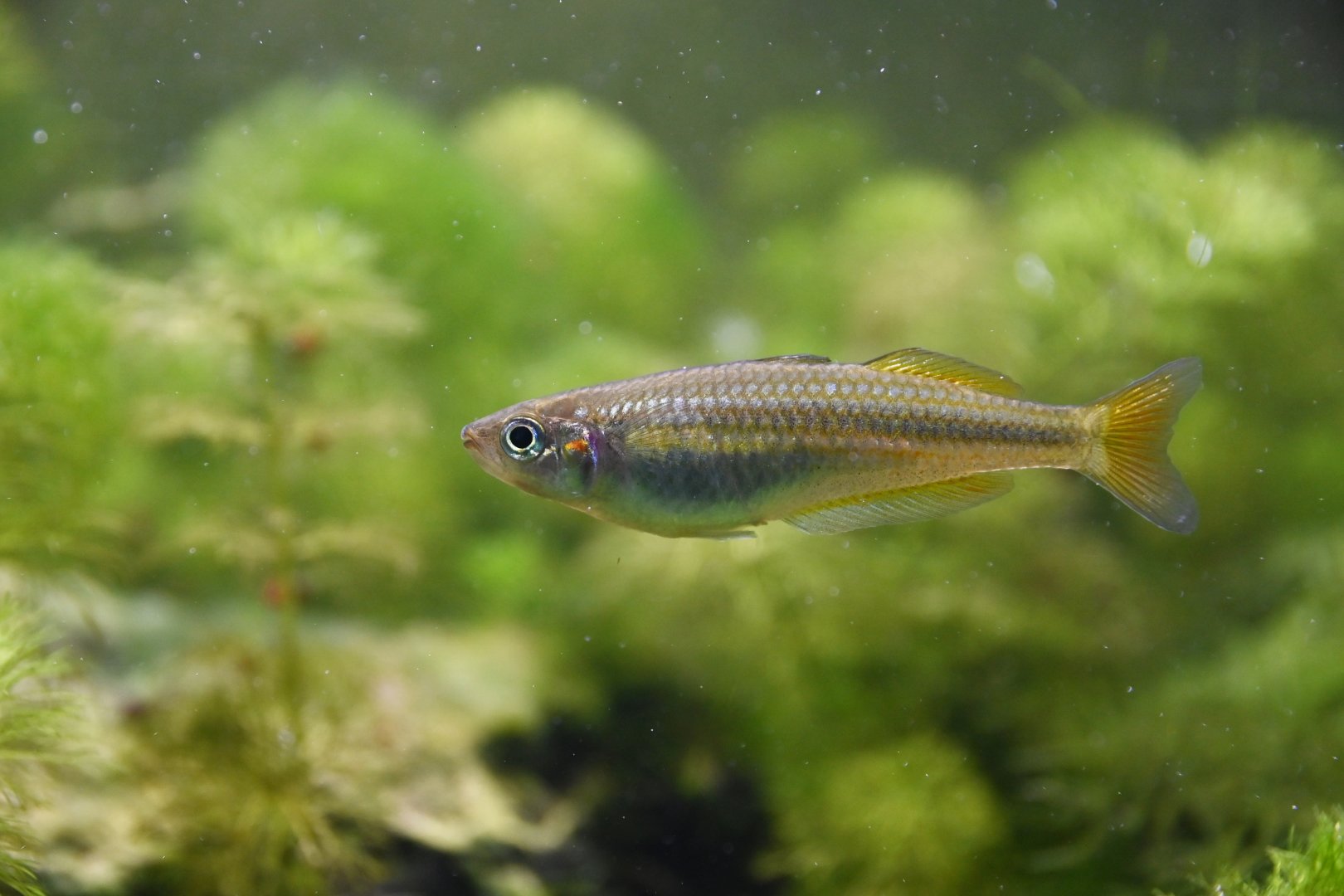 Melanotaenia duboulayi