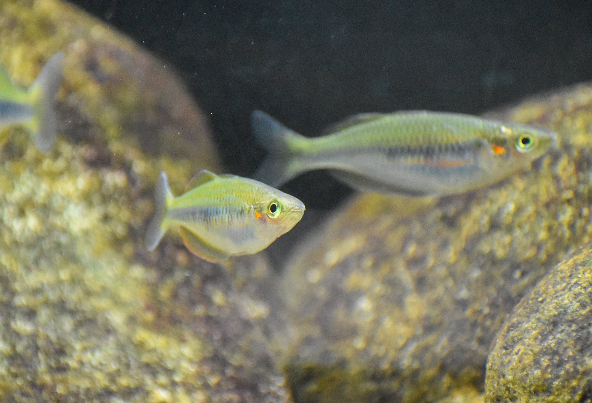 Melanotaenia flavipinnis