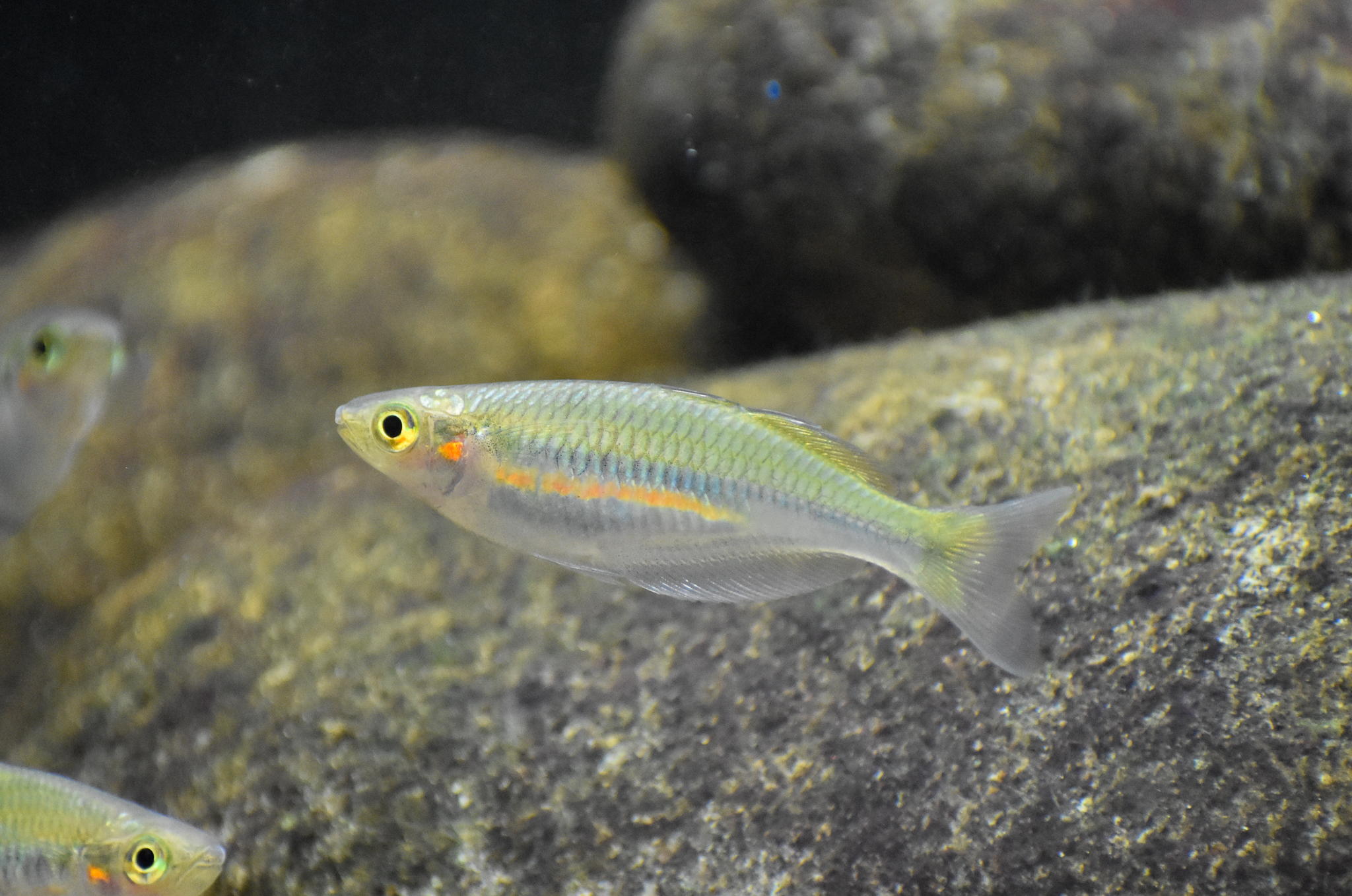 Melanotaenia flavipinnis