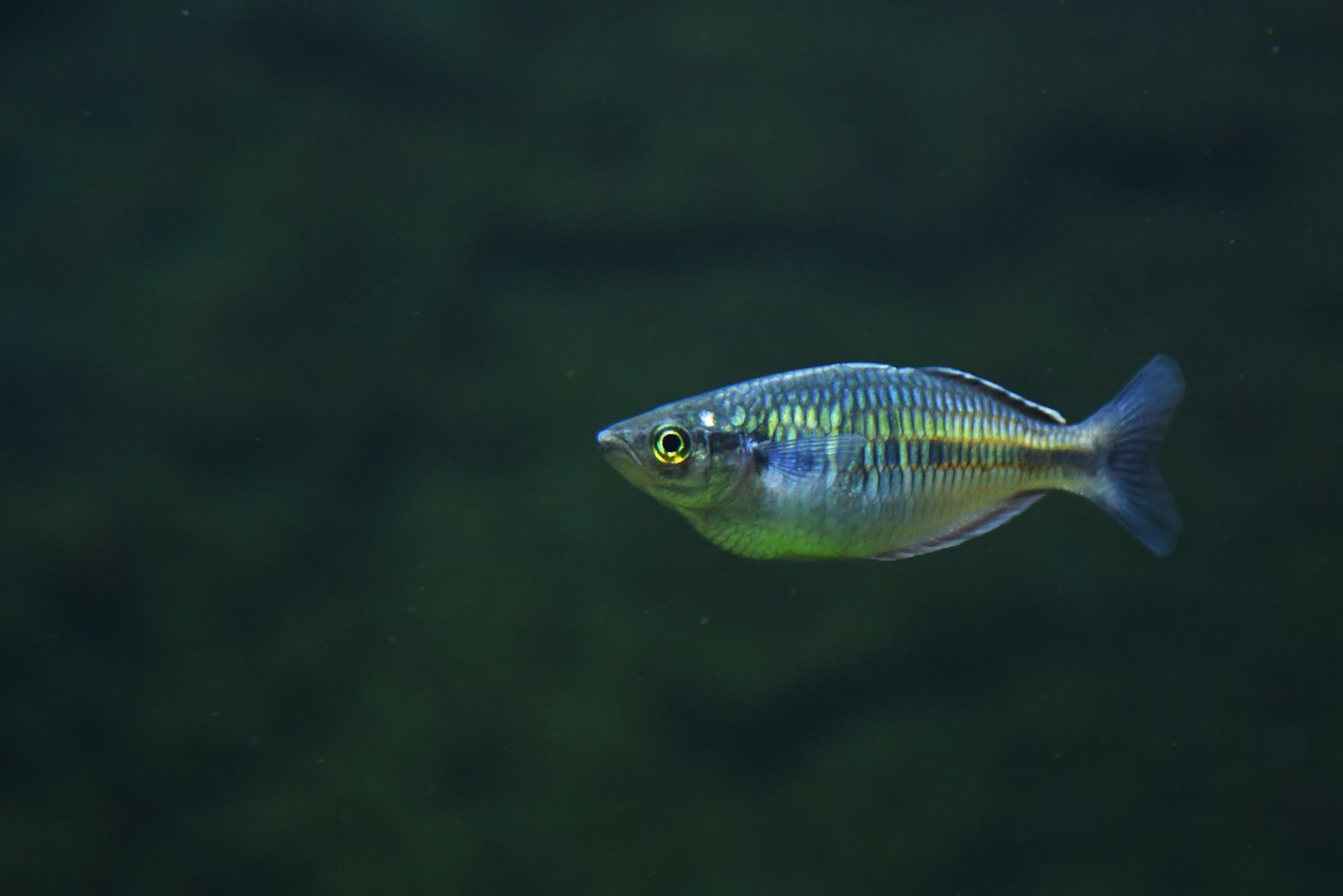 Melanotaenia herbertaxelrodi