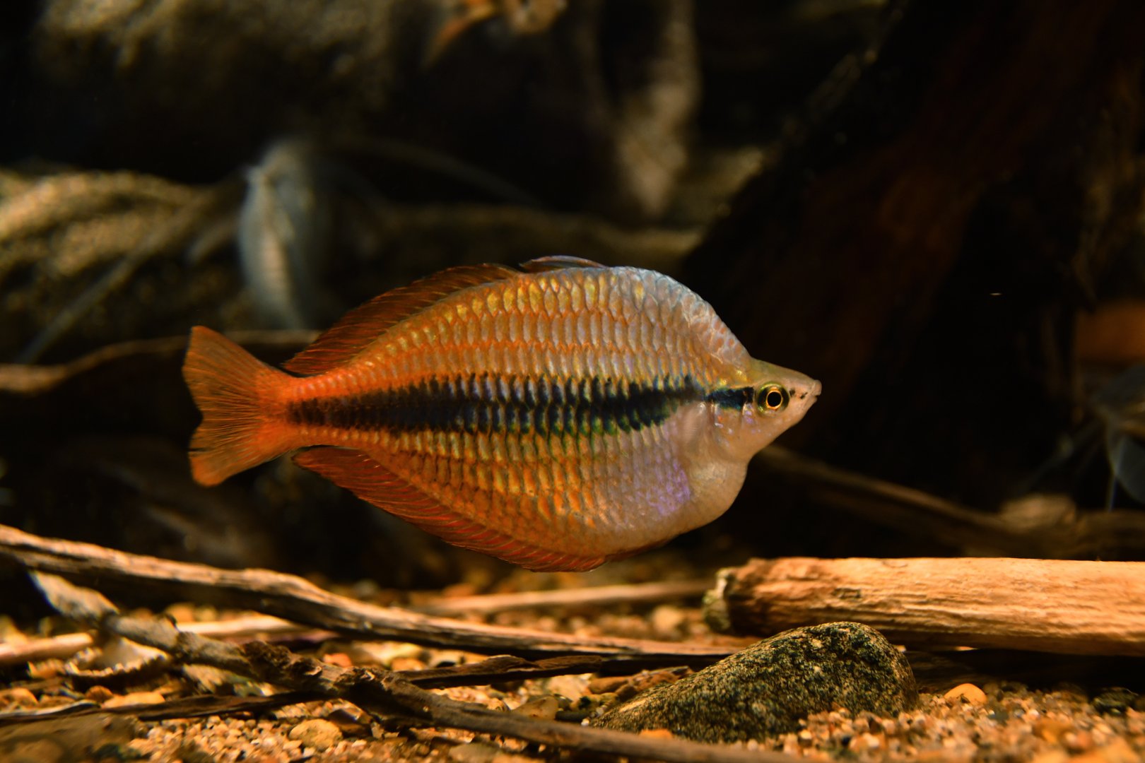 Melanotaenia herbertaxelrodi