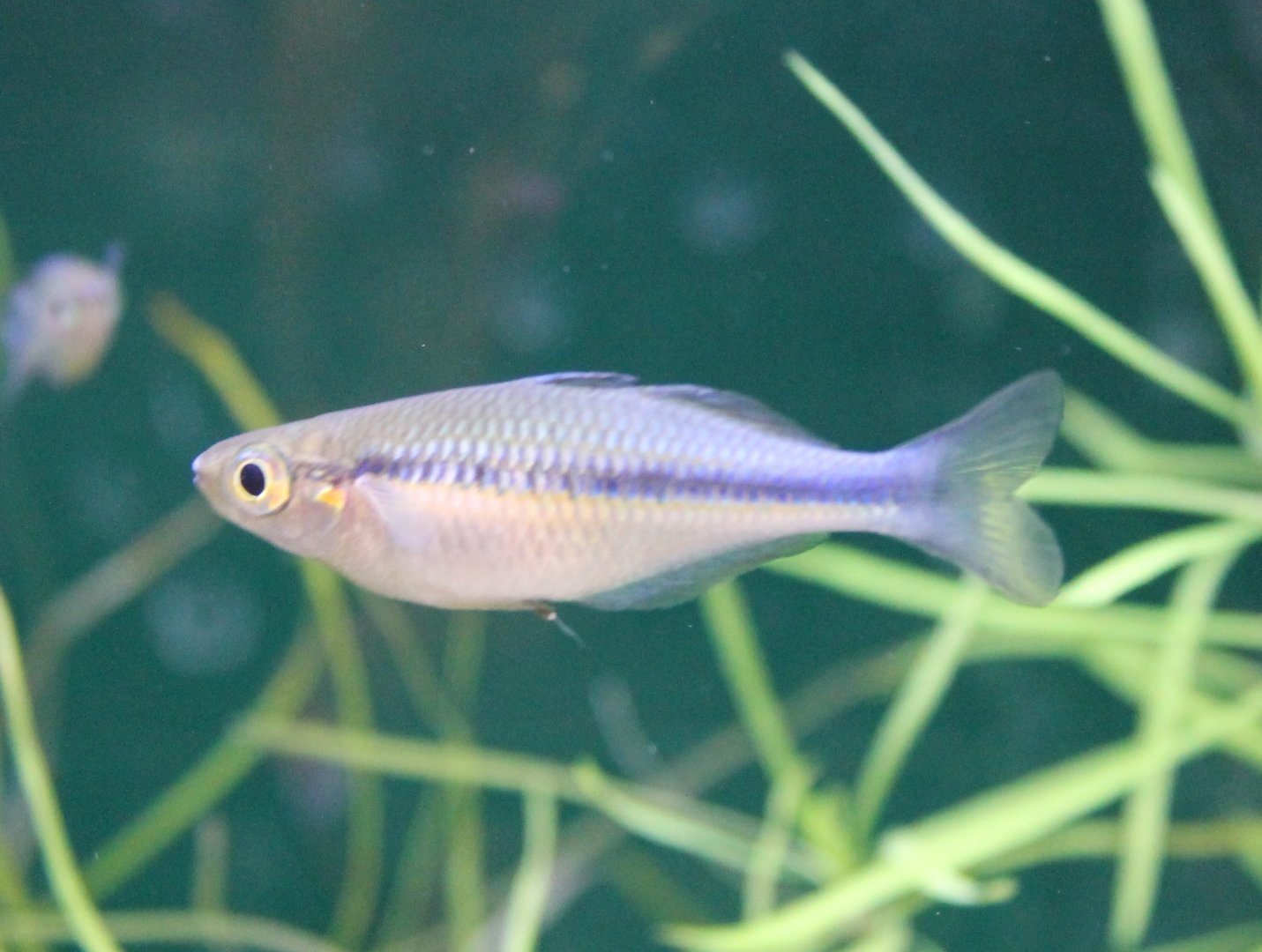 Melanotaenia lacustris