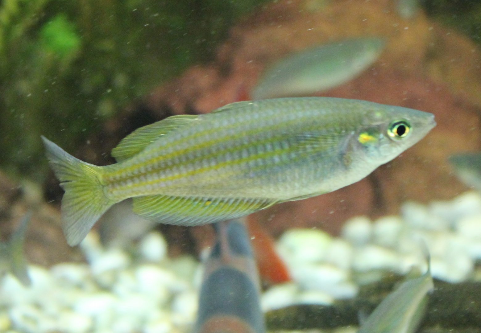 Melanotaenia parkinsoni