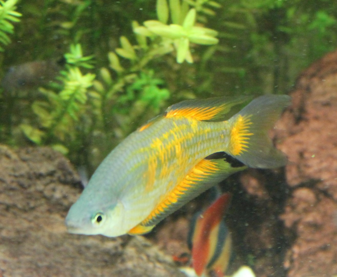 Melanotaenia parkinsoni