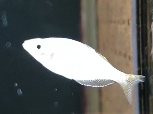 Melanotaenia praecox