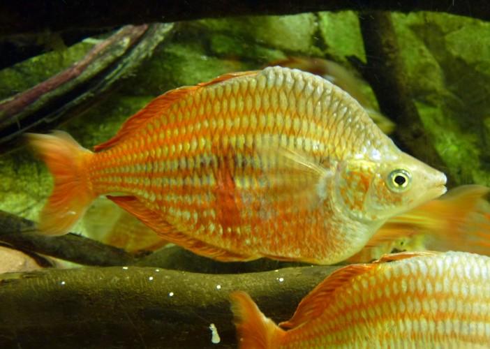 Melanotaenia splendida rubrostriata