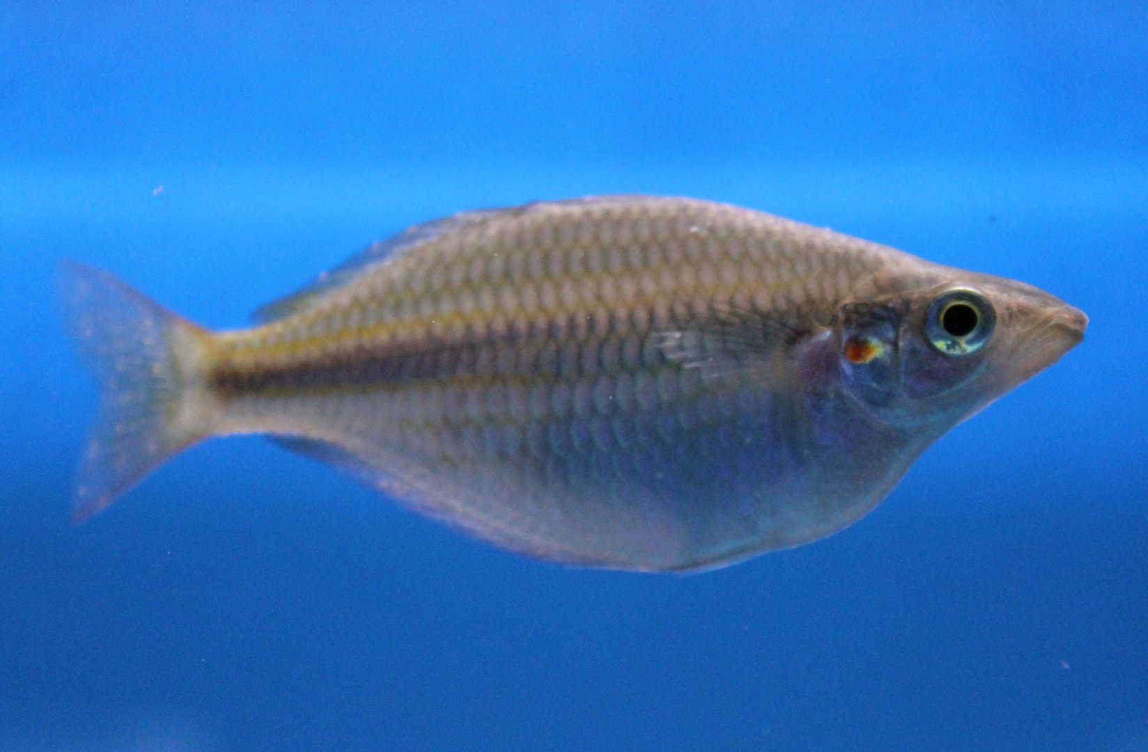 Melanotaenia trifasciata