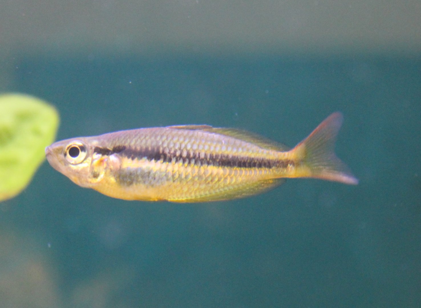 Melanotaenia trifasciata